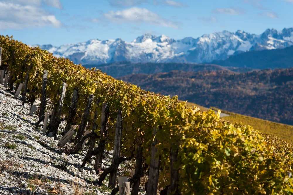 Domaine Sylvain Ravier : 13 hectares en BIO pour révéler la Savoie autrement
