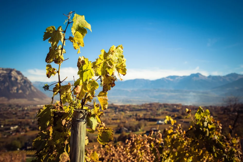 L’arrivée des vendanges