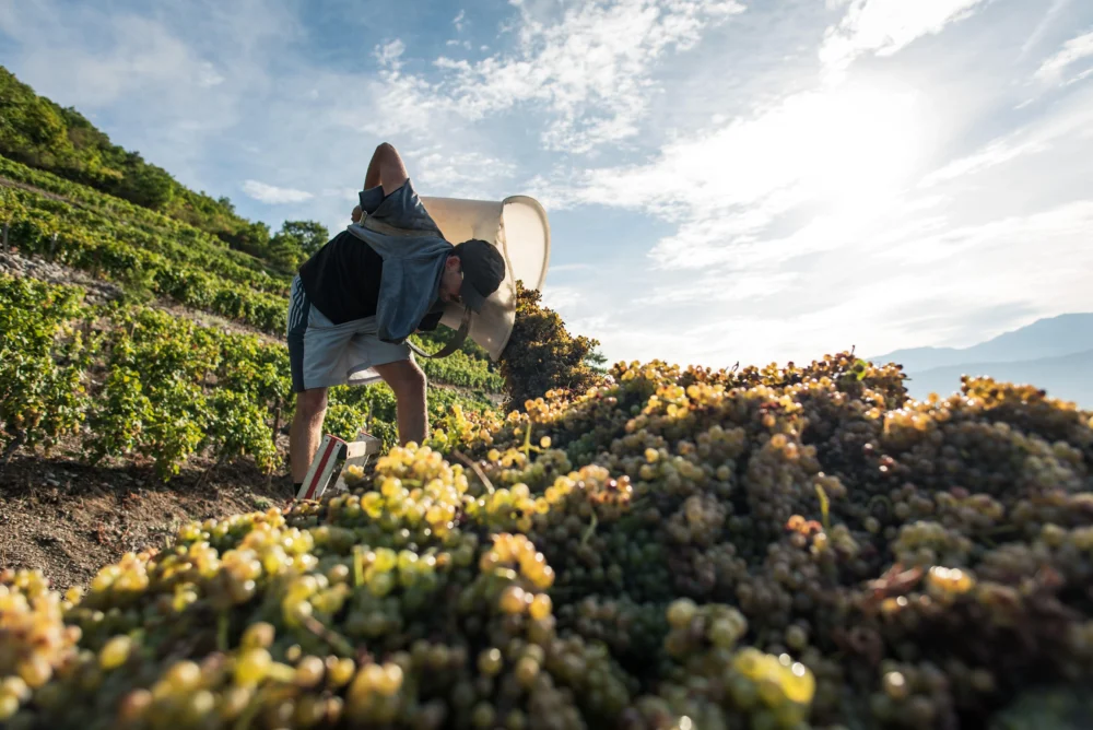 Vendanges 2025 au Domaine : entre tradition et convivialité